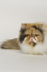 lying Persian Cat