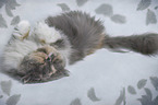 sleeping Persian Cat