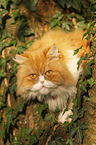 Persian cat on a tree