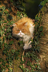 Persian cat on a tree
