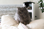 Persian Cat