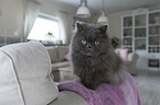 Persian Cat