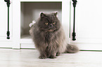 sitting Persian Cat