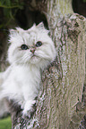 Persian Cat