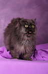 Persian