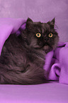 lying Persian
