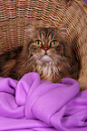 lying Persian