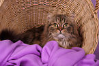 lying Persian