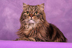 lying Persian