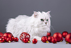 Persian Cat