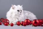 Persian Cat