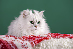 Persian Cat