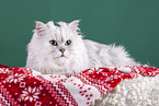 Persian Cat