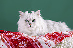 Persian Cat