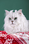 Persian Cat