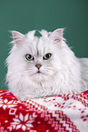 Persian Cat