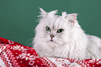 Persian Cat