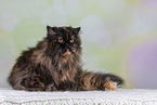 Persian Cat