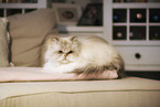 lying Persian