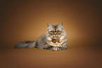 female Persian cat