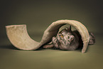 female Persian cat