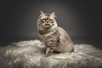 female Persian cat