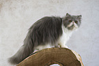 Persian Cat