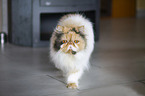 Persian Cat