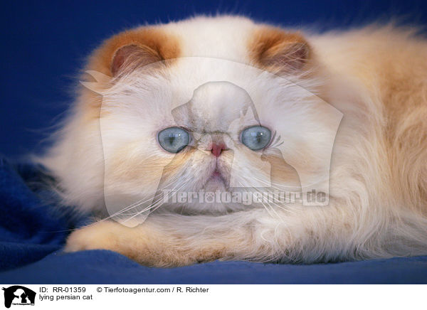 lying persian cat / RR-01359