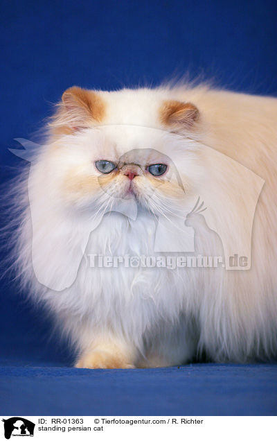 standing persian cat / RR-01363