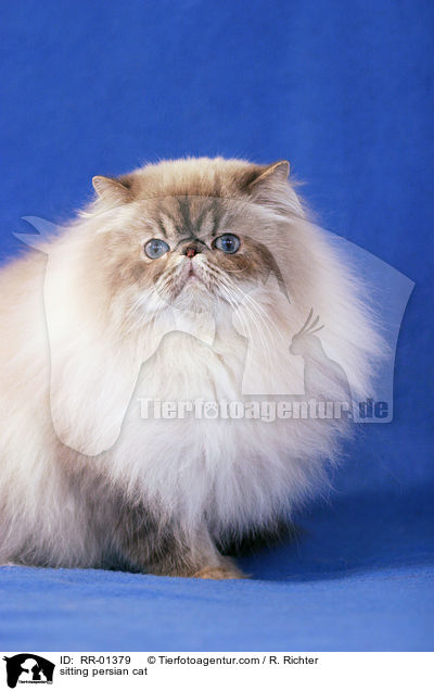 sitting persian cat / RR-01379