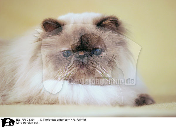 lying persian cat / RR-01394