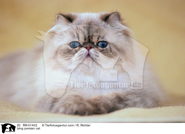 lying persian cat / RR-01402