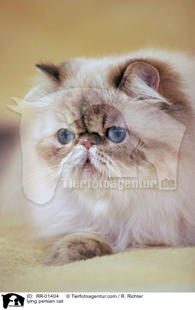 lying persian cat / RR-01404