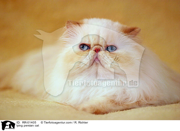 lying persian cat / RR-01405