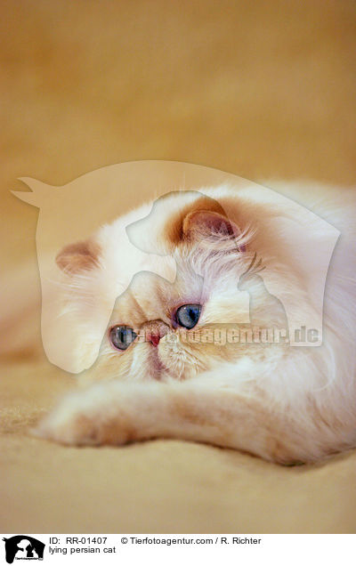lying persian cat / RR-01407