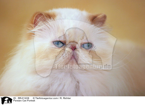 Persian Cat Portrait / RR-01408