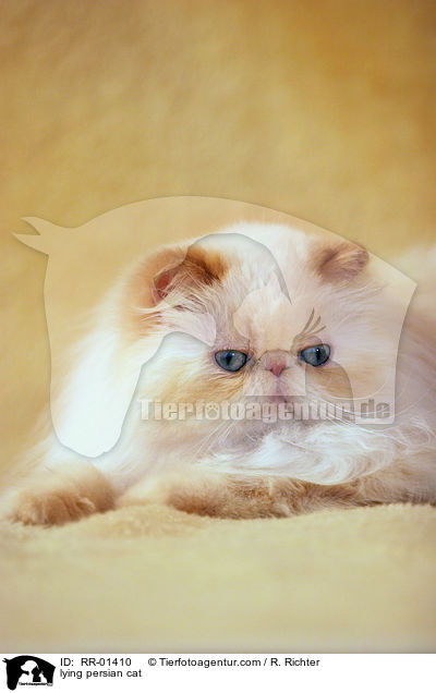 lying persian cat / RR-01410