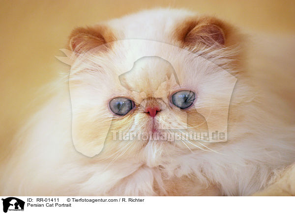 Persian Cat Portrait / RR-01411
