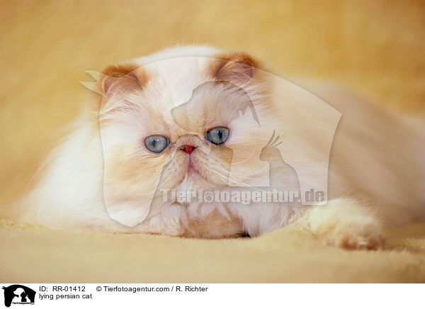 lying persian cat / RR-01412