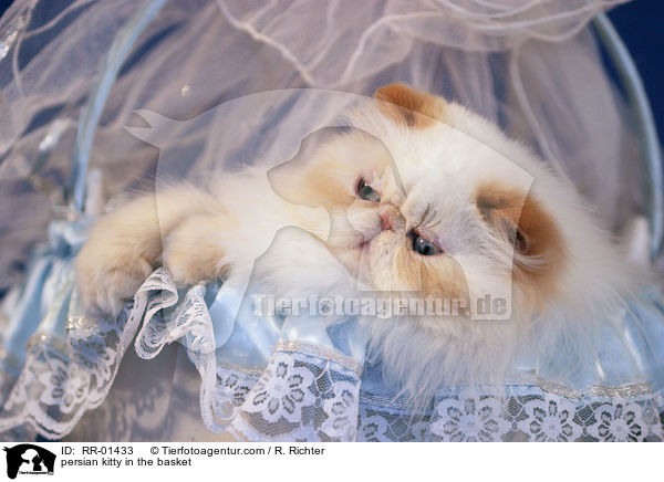 Perserktzchen im Krbchen / persian kitty in the basket / RR-01433