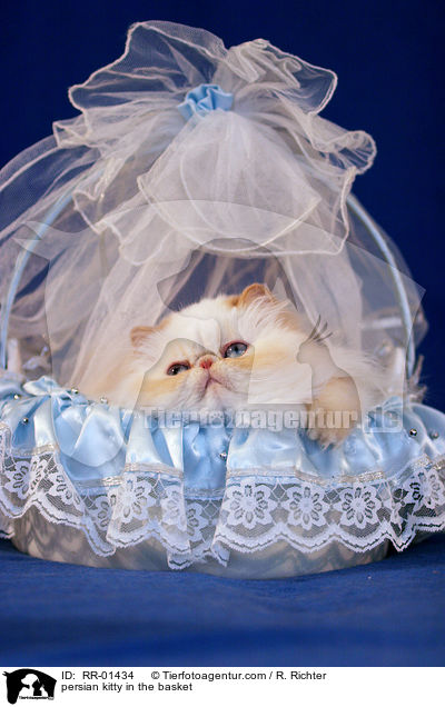 persian kitty in the basket / RR-01434