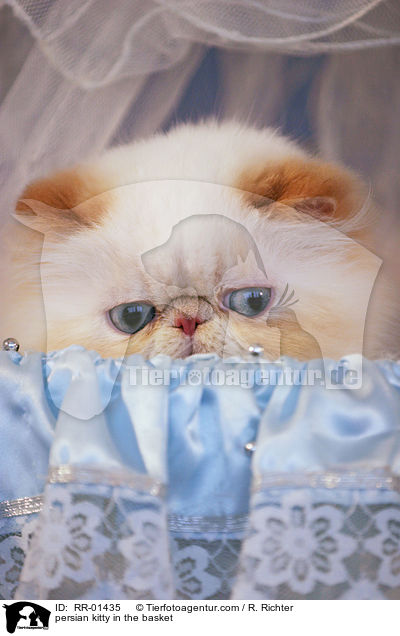 persian kitty in the basket / RR-01435