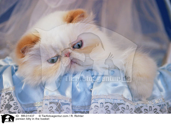 persian kitty in the basket / RR-01437