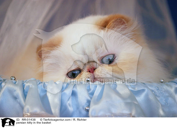 persian kitty in the basket / RR-01438