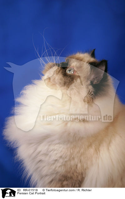 Persian Cat Portrait / RR-01518