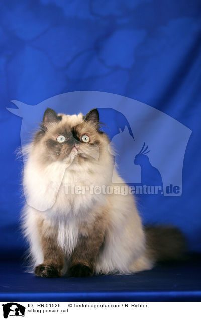 sitting persian cat / RR-01526