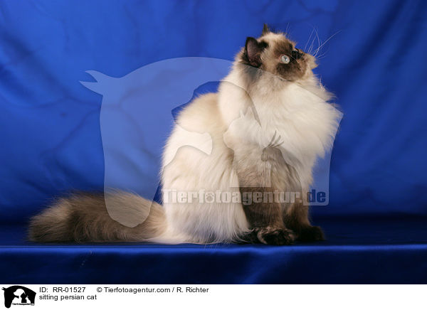 sitting persian cat / RR-01527