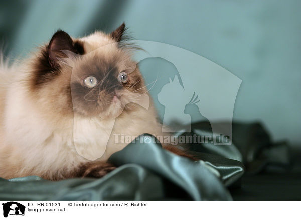liegende Perserkatze / lying persian cat / RR-01531