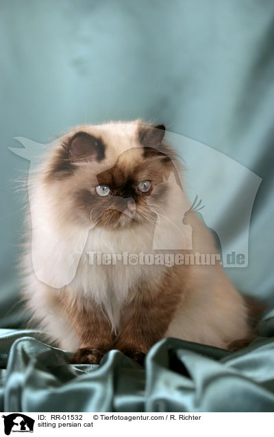 sitzende Perserkatze / sitting persian cat / RR-01532